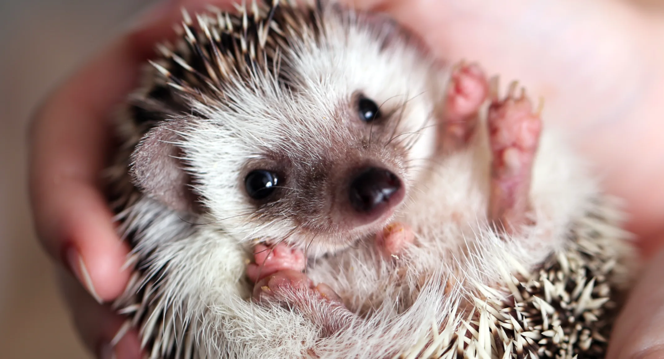 Hedgehog hot sale pet info